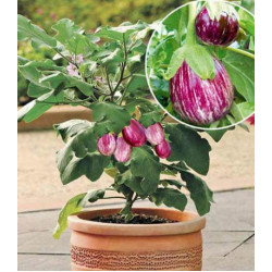 Баклажан Полосатик