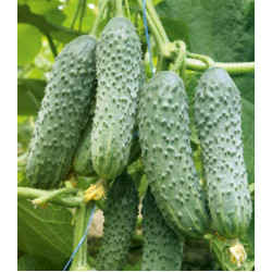 Огурец Шустрец-молодец F1