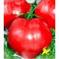 Томат Сердолик