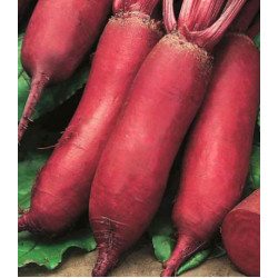 Свекла Сударыня