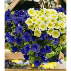 Петуния Фьюзибелс Джем черника Лайм