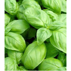 Базилик Русский гигант зеленый