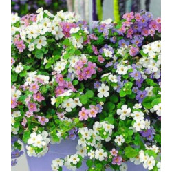 Бакопа Утопия