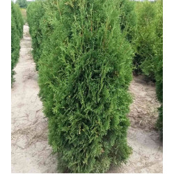 Туя Западная Malonyana