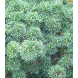 Сосна Веймутова Radiata