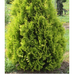 Туя Западная Yellow Ribbon