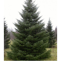 Пихта Сибирская