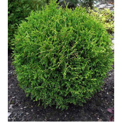 Туя Западная Little Gem