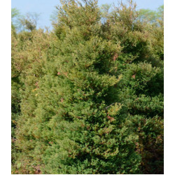 Туя Западная Ericoides