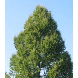 Лиственница Сибирская