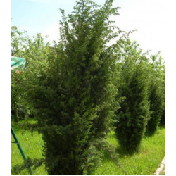 Можжевельник Обыкновенный Meyer