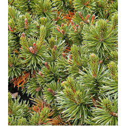 Сосна Густая