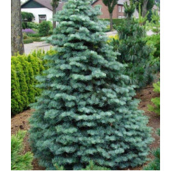 Пихта Одноцветная Compacta