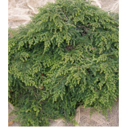 Тсуга Канадская Moll