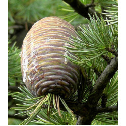 Кедр Гималайский