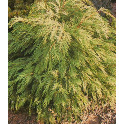 Кипарисовик Лавсона Sunkist