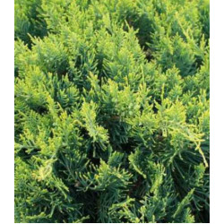 Можжевельник Виргинский Golden Spring