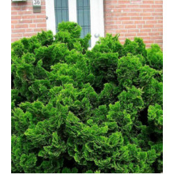 Кипарисовик Туполистный Nana