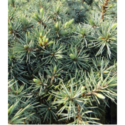 Ель Голубая Колючая Mecki