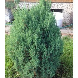 Можжевельник Китайский Stricta