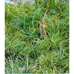 Кедр сибирский Шепард