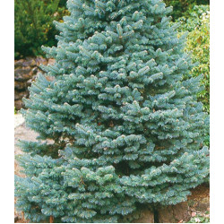 Пихта Горная Compacta