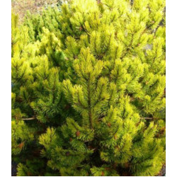 Сосна Горная Zundert