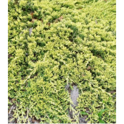 Можжевельник Горизонтальный Golden Carpet
