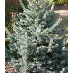 Пихта Горная Argentea