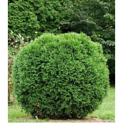 Туя Западная Hoveyi