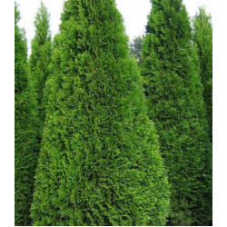 Туя Западная Smaragd