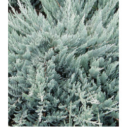 Можжевельник Горизонтальный Blue Chip