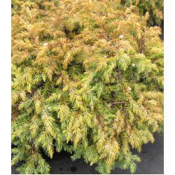 Можжевельник Прибрежный All Gold