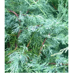 Можжевельник Виргинский