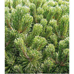 Сосна Горная Gnom Findling