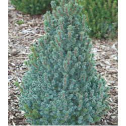 Ель Канадская Сизая Sander's Blue