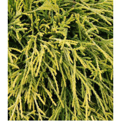 Кипарисовик Горохоплодный Sungold