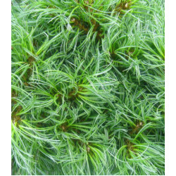 Сосна Веймутова Green Twist