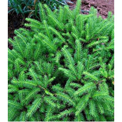 Ель Обыкновенная Европейская Echiniformis