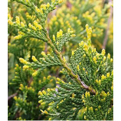 Туя Западная Aureospicata