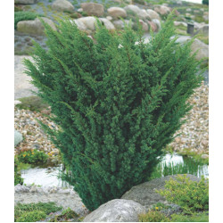 Можжевельник Китайский Blaauw