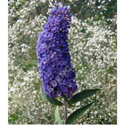 Буддлея Давида Фиолетово-голубая