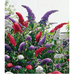 Буддлея Давида, Смесь окрасок