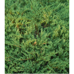 Можжевельник Горизонтальный Andorra Compact