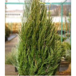 Можжевельник Китайский Spartan