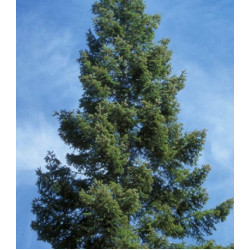 Пихта Великая