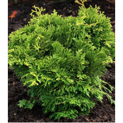 Туя Западная Trompenburg