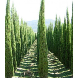 Кипарис Вечнозеленый Форма Пирамидальная