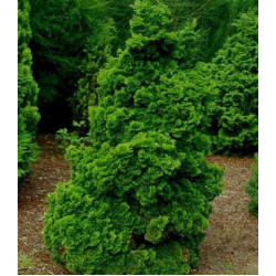 Кипарисовик тупой Красавец