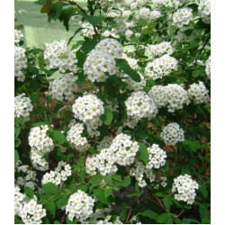 Спирея китайская Метелица